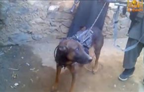 بالفيديو... طالبان تؤكد أسر كلب مسلح للقوات الأميركية!