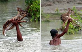 بالصور وفيديو.. صبي يغامر بحياته في نهر ثائر لإنقاذ غزالة