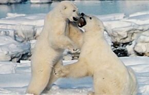 مشهد غريب لدببة قطبية تلعب مع الكلاب