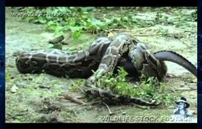 شاهد .. افعى تلتهم تمساحا حيا