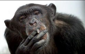 شاهد كيف يدخن القرد السجائر بشراهة!