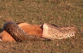 فيديو: معاناة ثعبان .. وهو يحاول التهام لقمة أكبر من فمه!