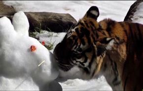 شاهد..الثلج يسعد الحيوانات المقيمة في لوس أنجلوس