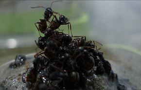 بالفيديو..كيف يخترع النمل طريقة للنجاة من الفيضانات!