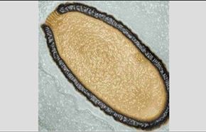 علماء يحذرون من عودة فيروس فتاك بعد سبات 30 ألف سنة