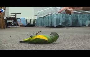 فيديو لحيوانات طريفة تتظاهر بالموت