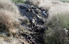 العمليات المشتركة تقضي على 17 عنصراً لـ 