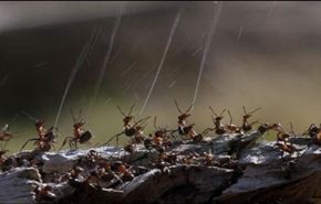 شاهد كيف يدافع النمل عن نفسه من الطيور المفترسة؟