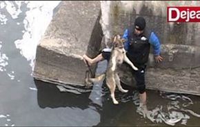 فيديو: سعادة كلب كان مرعوب بعد إنقاذه من الغرق