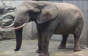 بالفيديو.. فيل ينقذ جاموسا من بين أنياب أسد