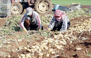 مصادره اراضی کشاورزی فلسطینی‌ها در 