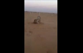 بالفيديو.. شباب سعودي يطلقون أسداً على حمار ليفترسه حياً !