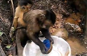 مهارت عجیب یک میمون در ظرف شستن + فیلم