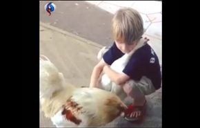 شاهد.. دجاجة تعانق طفل كان يربيها!