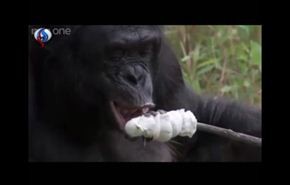 شاهد: شمبانزي يجمع الحطب ويشعل النار ليشوي طعامه!