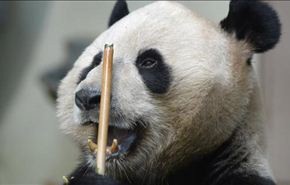 الصين تحظر اكل حيوانات مهددة بالانقراض