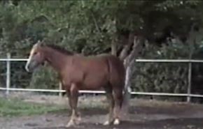 ویدیو؛ اسب باهوش و میوه‌های دور از دسترس!