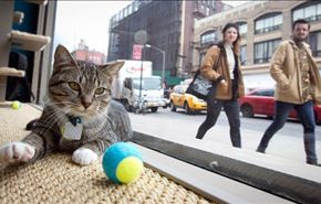 بالصور... مقهى القطط في نيويورك
