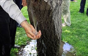 شاهد بالصور كيف يتدفق الماء من جذع شجرة!!