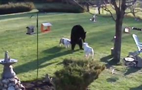 فيديو/ مواجهة بين كلبين ودب تسلل الى حديقة منزل