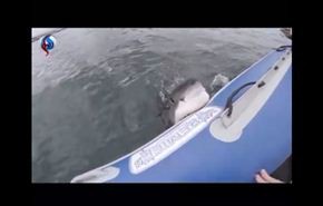 بالفيديو...لحظة مروعة لسمكة قرش تهاجم قاربا