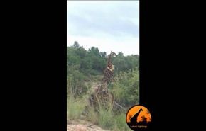 بالفيديو.. أسد يقفز على رقبة زرافة ويسقطها