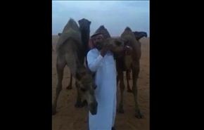 بالفيديو: سعودي يُقَبِّل ناقته ويطالبها العطس في وجهه متحدياً 