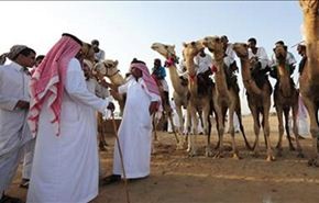 فيديو وصور/ السعوديون مصممون على تقبيل الإبل