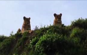 ویدیو؛ پرواز شیرها برای رسیدن به شکار!