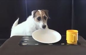 فيديو/ كلب ذكي ينجز بنشاط فائق جميع الأعمال المنزلية
