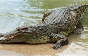 سقطت على تمساح فأصابته بجروح خطيرة!