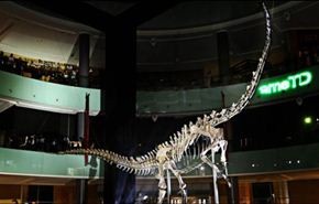 شاهد..عرض ديناصور عمره 155 مليون عام على الجمهور