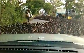 فيديو؛ آلاف البط تعطل حركة السير في أحد الطرق بتايلاند‬‎