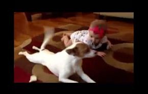 فيديو ..كلب يعلم طفلة كيف تزحف!