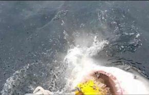 مشهد مرعب لقرش يحاول التهام قارب صيادين