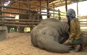 مشاهدة عالية لفيديو لطيف لتهاليل ونوم وشخير فيل!