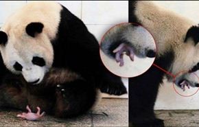 بالصور.. الباندا تحمي اولادها بطريقة غريبة..