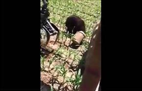 بالفيديو: مزارع ينقذ دبّاً علق رأسه داخل إناء الحليب