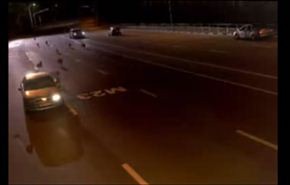 فيديو...شرطي يختبئ داخل سيارة هربا من قطيع ذئاب!