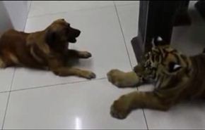 فيديو غريب لنمر يخاف من كلب