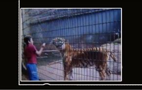 بالفيديو/نمر ينهش ذراع طفل في حديقة حيوان