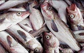 صادرات الثروة السمكية الايرانية بلغت 70 الف طن