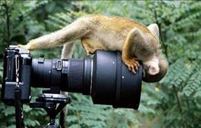 بالصور.. الكاميرا الخفية ترصد أطرف اللقطات العفوية لعالم الحيوان