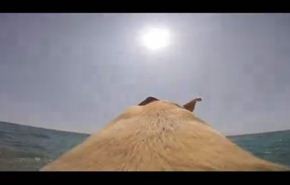 فيديو لفرحة كلب يحقق 4 ملايين مشاهدة!
