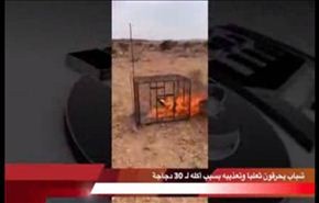 بالفيديو:سعوديون يحرقون ثعلباً عقاباً على التهامه 30 دجاجة