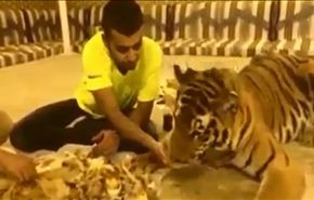 بالفيديو/ شاب سعودي يطعم نمراً 