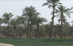 عائدات السیاحة في مدینة شوش الایرانية