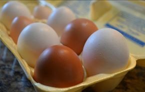 بيض الدجاج لايسبب ارتفاع مستوى الكوليسترول ولا زيادة في الوزن