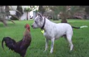بالفيديو...ديك يتصارع مع كلب