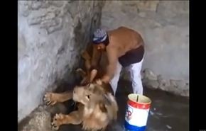 بالفيديو/ يمني يغسل أسدًا بجردل صابون وليفة بالقوة